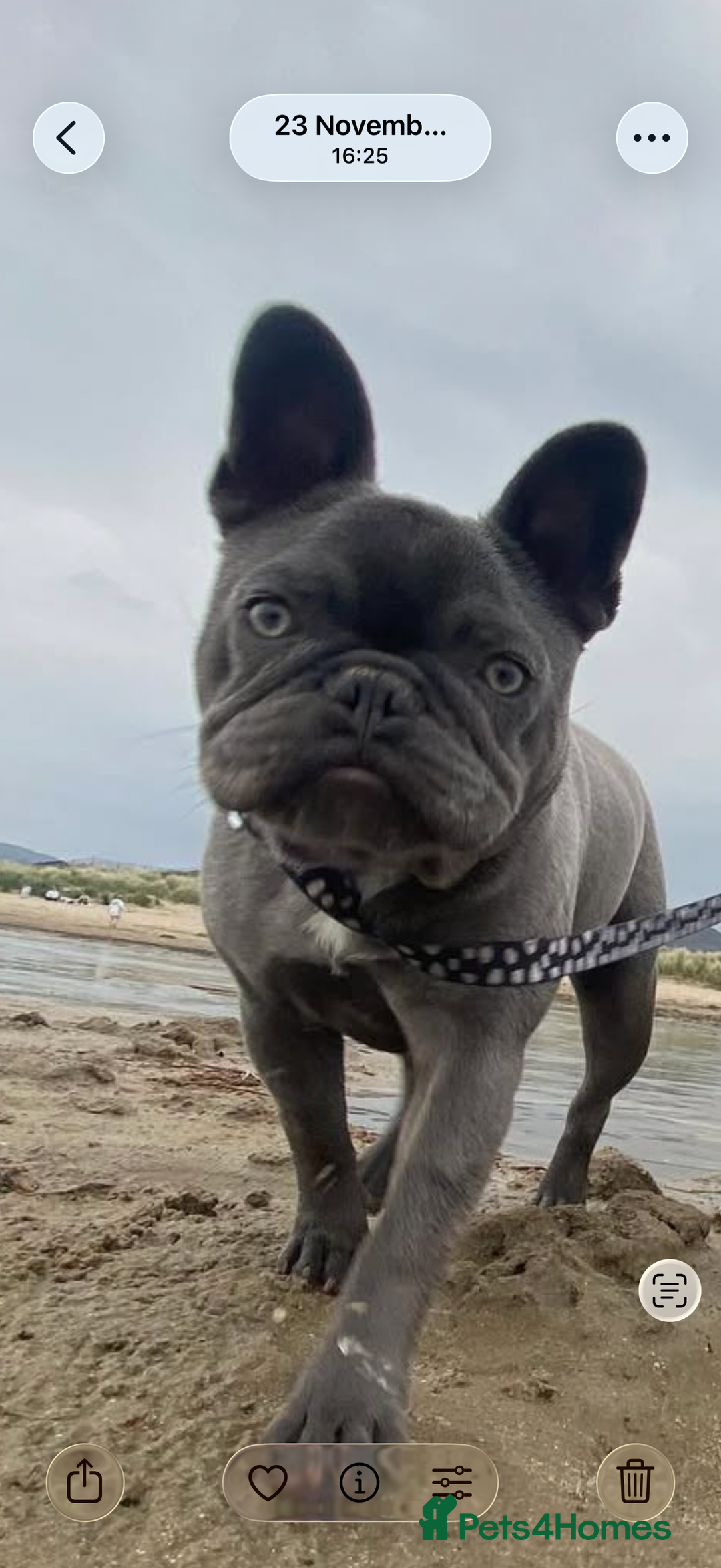 French Bulldog dogs for sale: French Bulldog  - Advert 1
