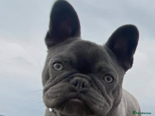 French Bulldog dogs French Bulldog - Advert 1