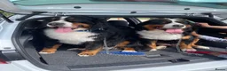 Bernese Mountain Dog dogs for sale: Bernese mountain Puppy  - Advert 10