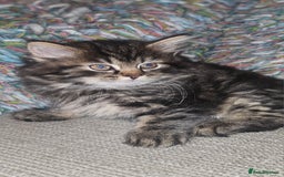 Persian cats for sale: Persian Kittens ready now - Image 3