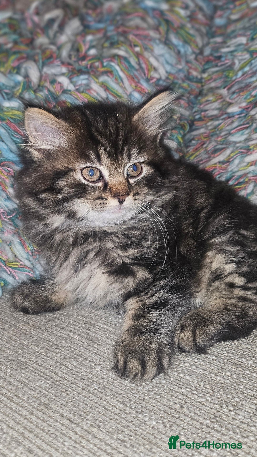 Persian cats for sale: Persian Kittens ready now - Image 3