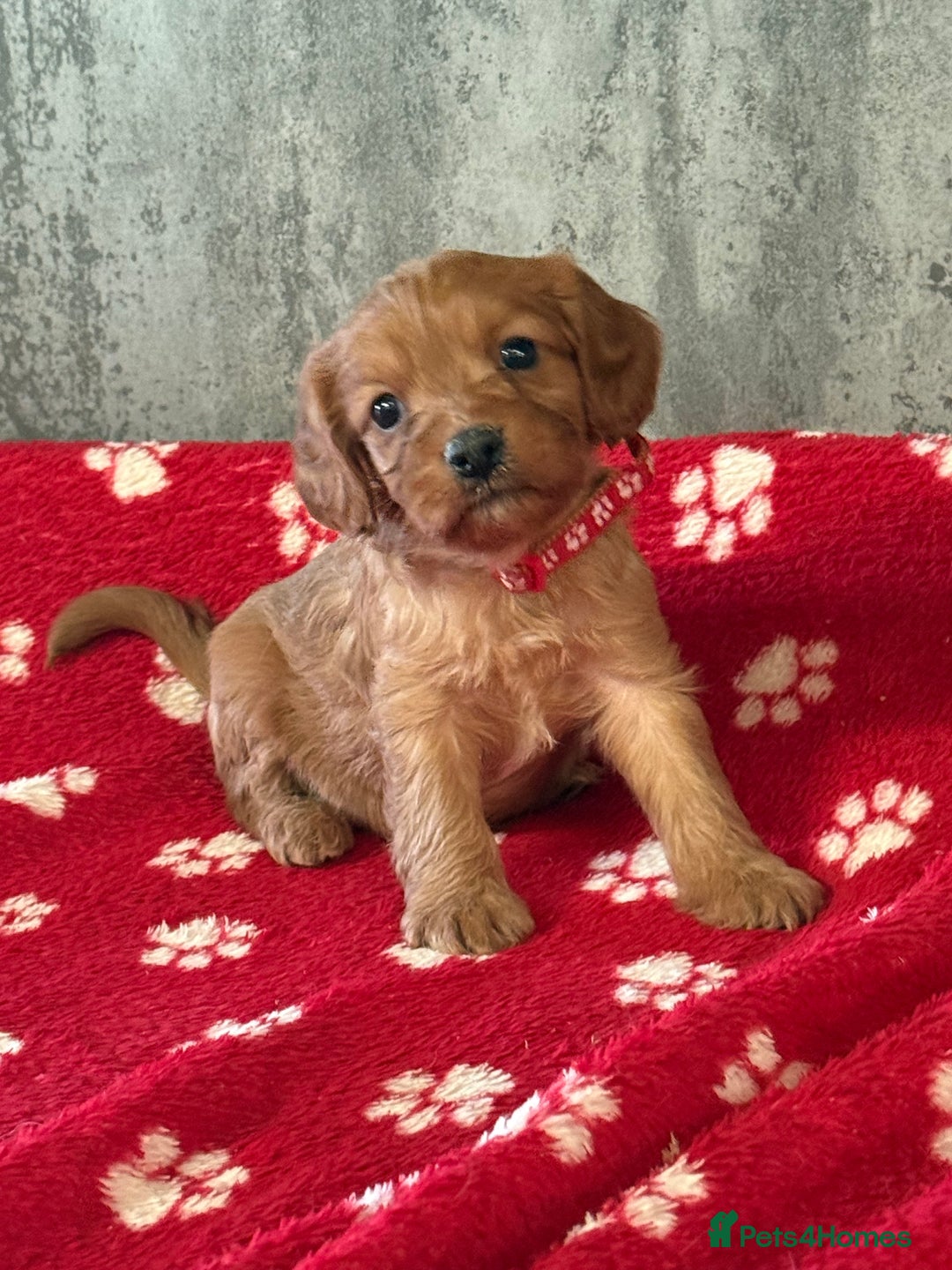 Cavapoo dogs for sale: Rich dark fox red cavapoos  - Advert 2