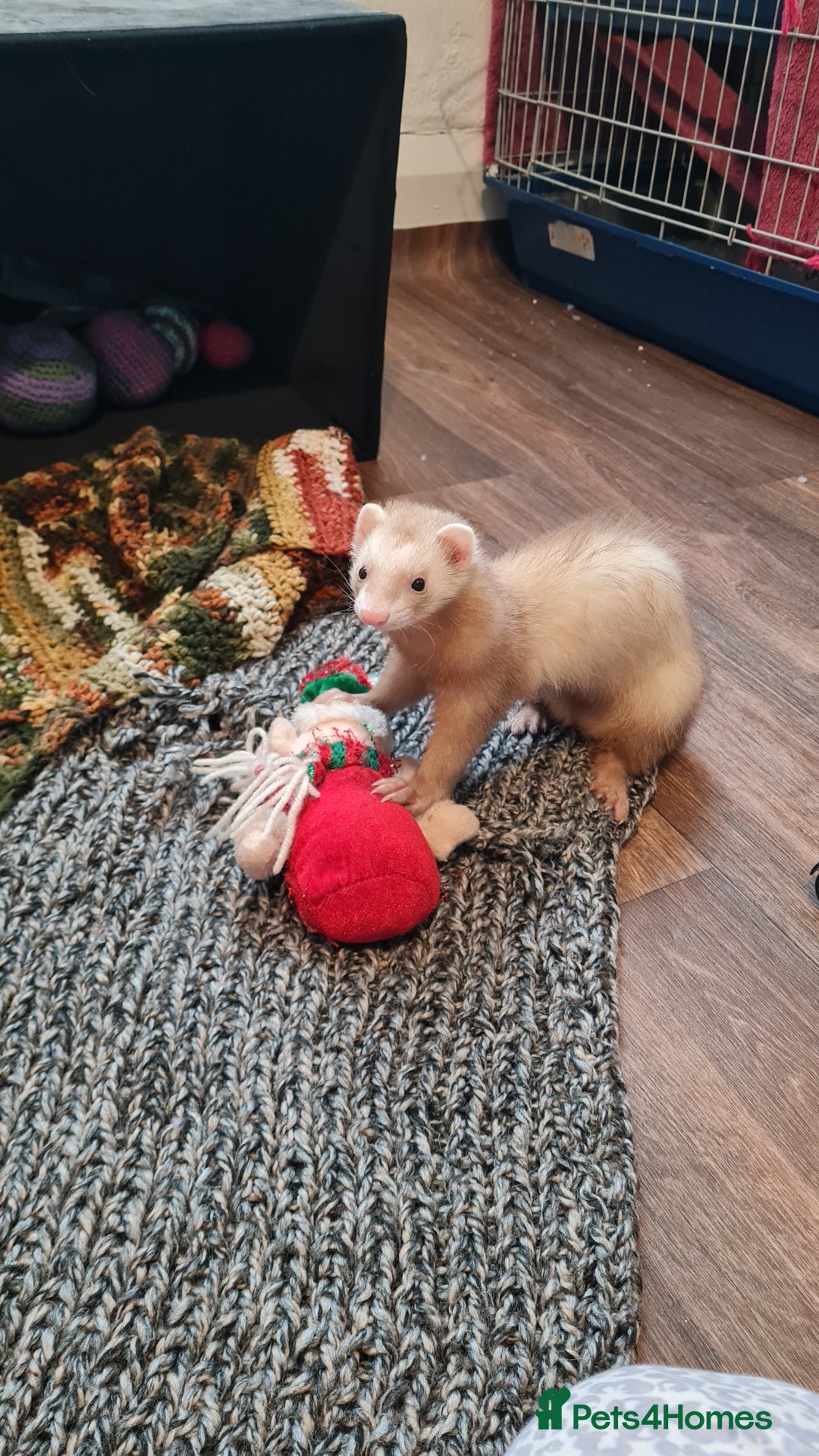 Ferret rodents for sale: Mia ferret - Image 5