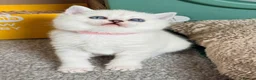 British Shorthair cats for sale: LAST FEMALE - White British Shorthair Chinchilla - Advert 4