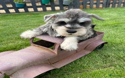 Miniature Schnauzer dogs for sale: Just 2 boys and girls available raised with love - Image 33