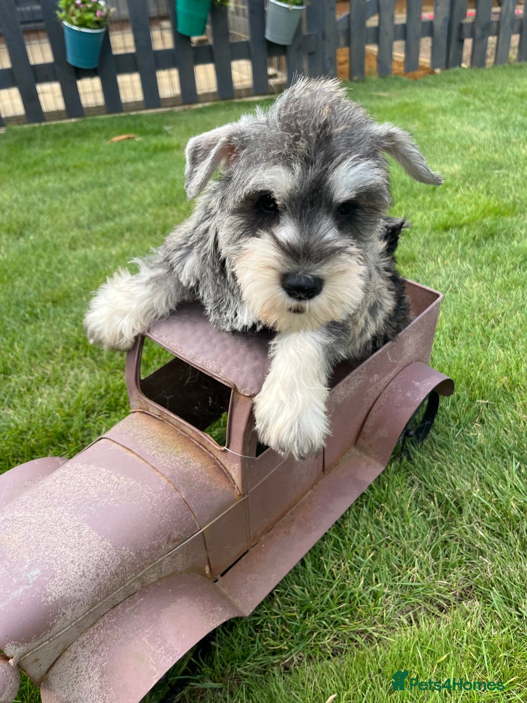 Miniature Schnauzer dogs for sale: Just 2 boys and girls available raised with love - Image 33