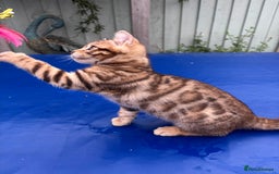 Keetso cats for sale: Rare curled eared rosetted keetso male  - Advert 16