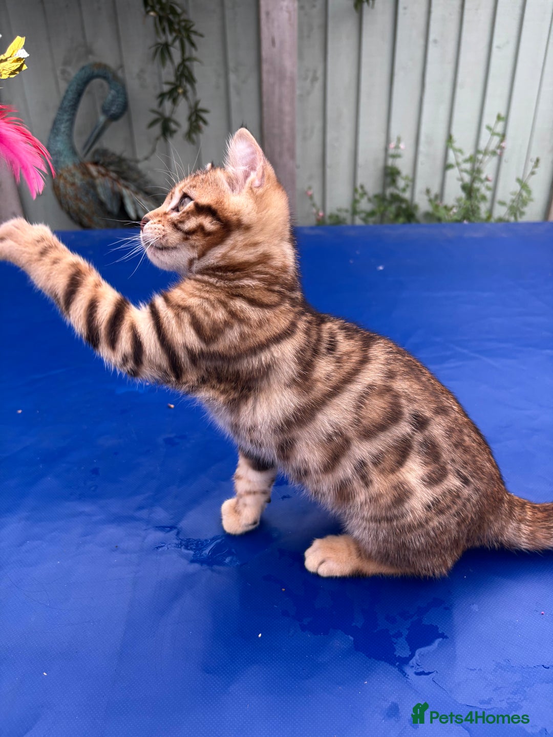 Keetso cats for sale: Rare curled eared rosetted keetso male  - Advert 16