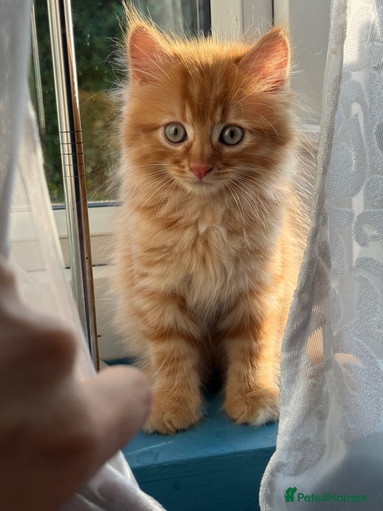 Persian cats Stunning persian kittens reduced price - Advert 1