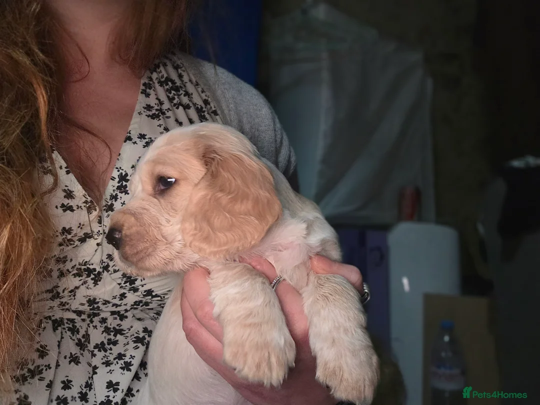 Cocker Spaniel dogs for sale: Cocker Spaniel Puppies (available for veiwing) - Advert 15