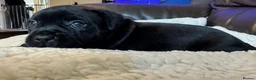 Staffordshire Bull Terrier dogs for sale: KC Staffordshire bull terrier pups for sale  - Advert 6