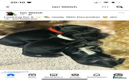 Mixed Breed dogs for sale: 3 beautiful boy yorkipoos   - Image 4