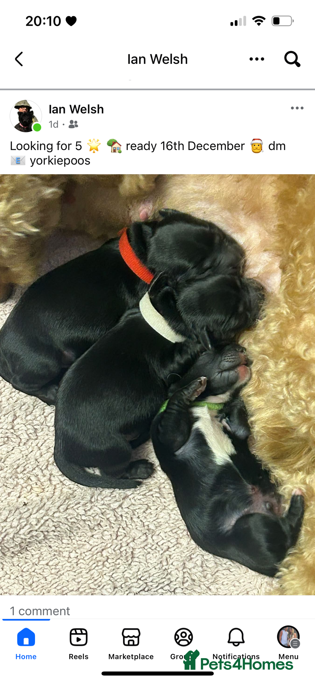 Mixed Breed dogs for sale: 3 beautiful boy yorkipoos   - Image 4