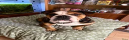 English Bulldog dogs for sale: British bulldog in Leicester - Advert 1