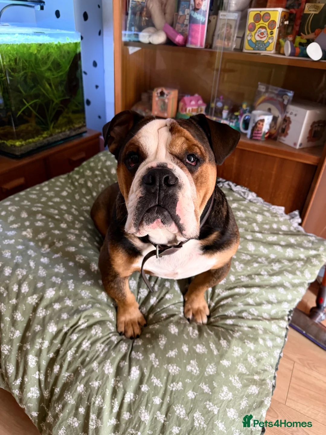 English Bulldog dogs for sale: British bulldog in Leicester - Advert 1