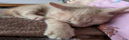 Mixed Breed cats for sale: 1 ginger male kitten left - Advert 4