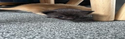 Mixed Breed cats for sale: 5 kittens left  - Advert 13