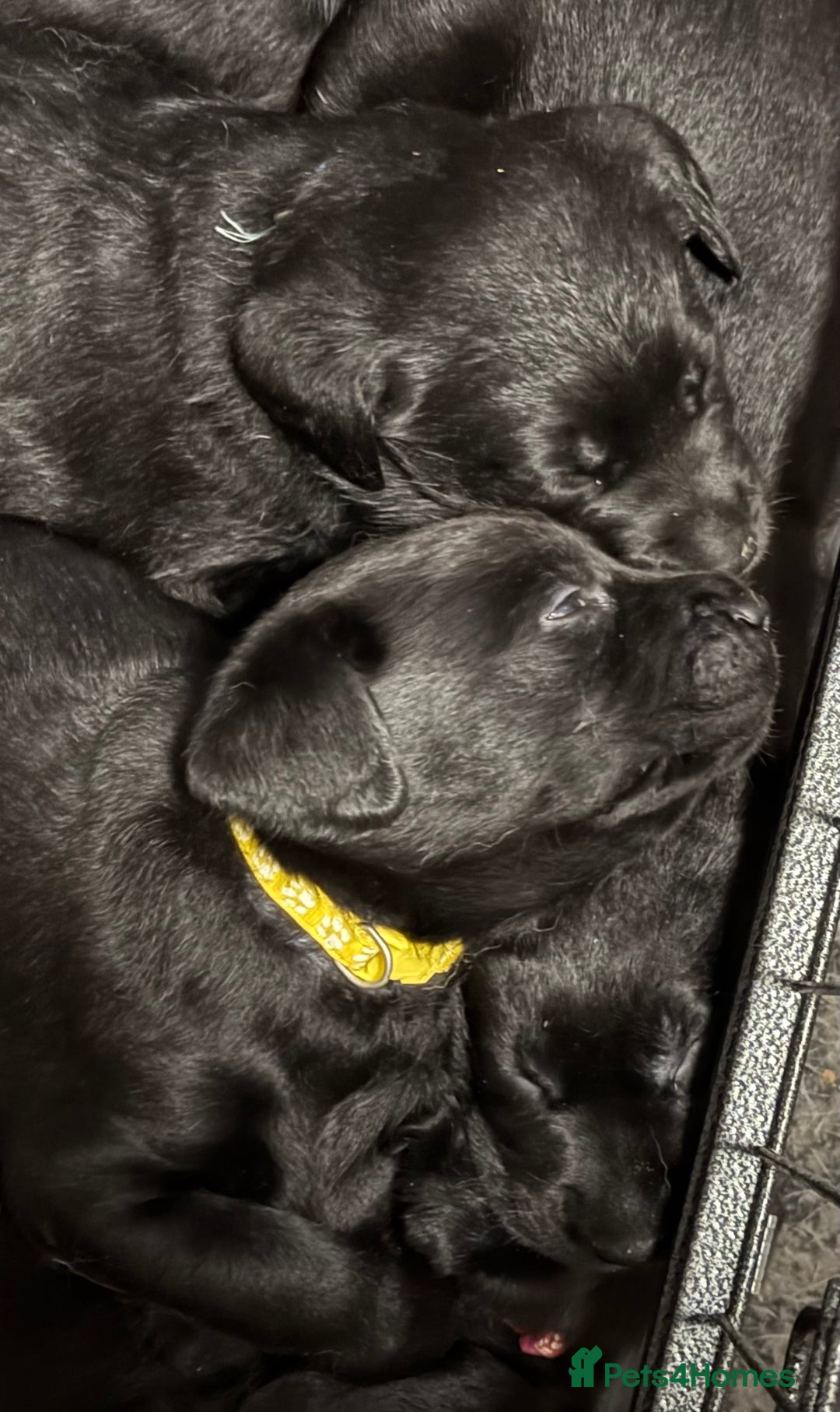 Labrador Retriever dogs for sale: Stunning litter of pure bred black Labrador pups  - Advert 8