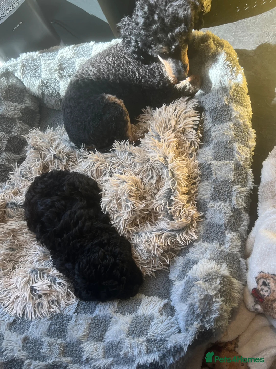 Toy Poodle dogs for sale: Toy Poodle Male - Advert 2