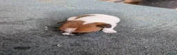 Jack Russell dogs for sale: Mini jack Russell  - Advert 4