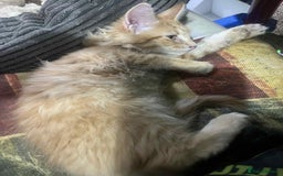 Maine Coon cats for sale: Maine coon kittens ready now boys  - Image 15