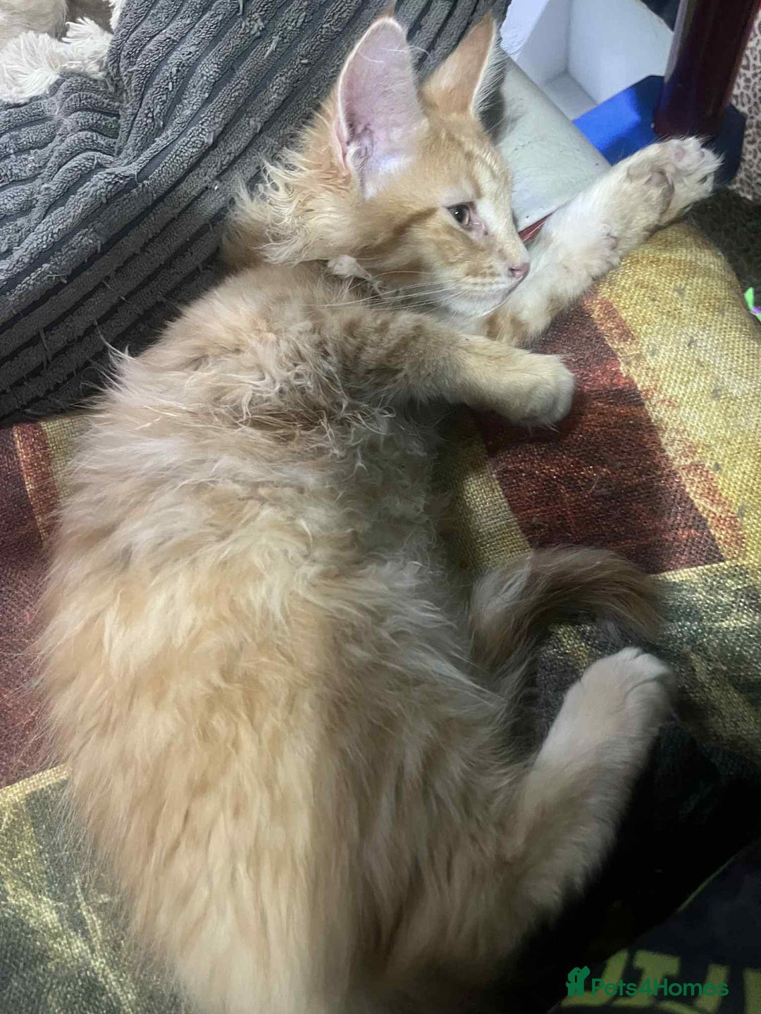 Maine Coon cats for sale: Maine coon kittens ready now boys  - Image 15