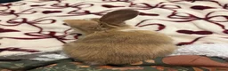 Mixed Breed rabbits for sale: Rabbits aged 5 weeks currently in Portsmouth - Advert 16