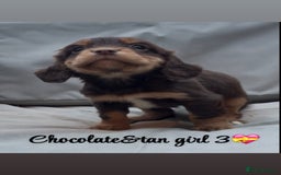 Cocker Spaniel dogs for sale: Cocker spaniel puppies for sale - Image 18