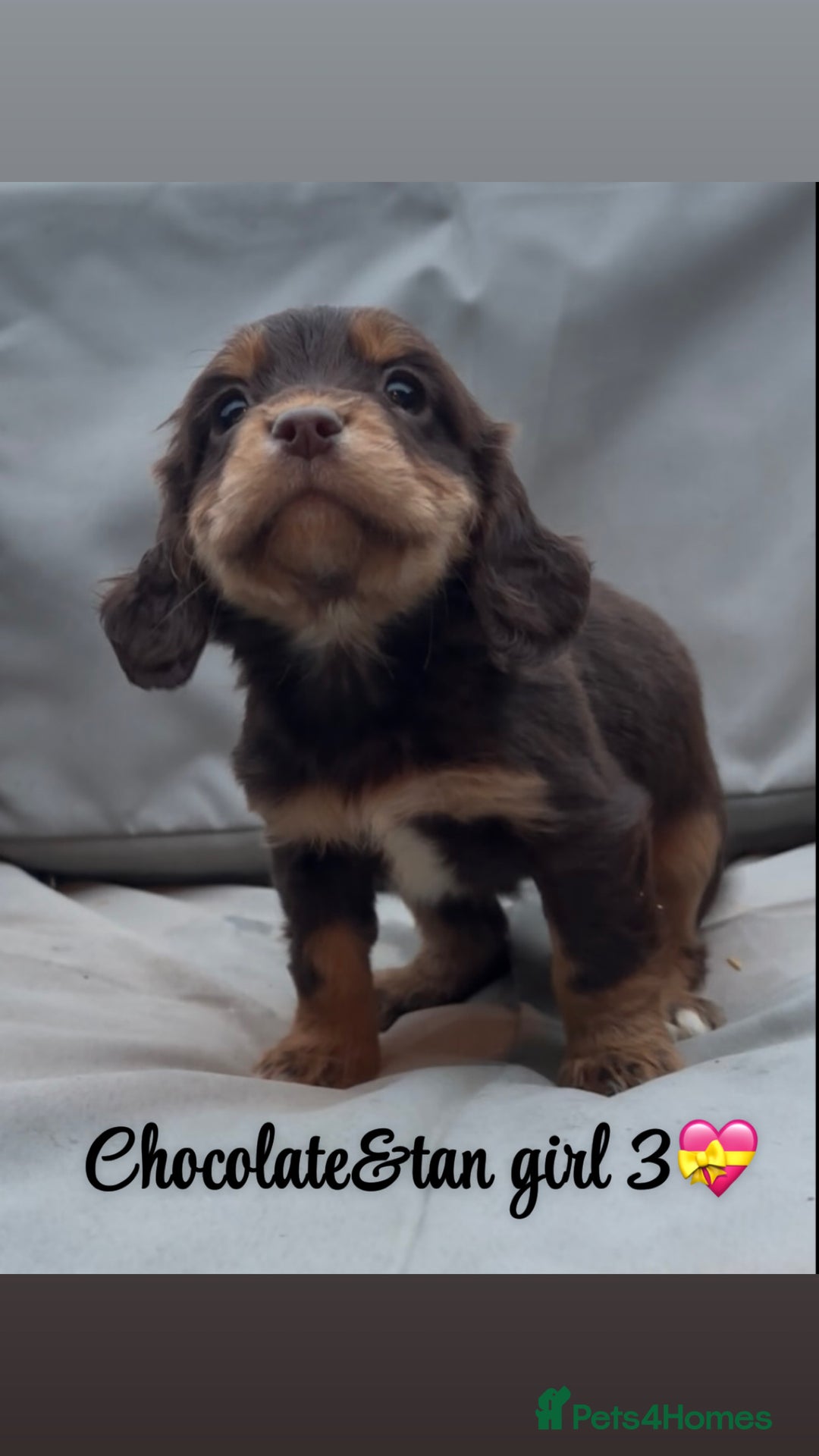 Cocker Spaniel dogs for sale: Cocker spaniel puppies for sale - Image 18