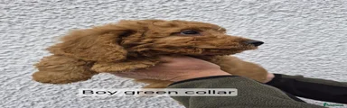 Cockapoo 1