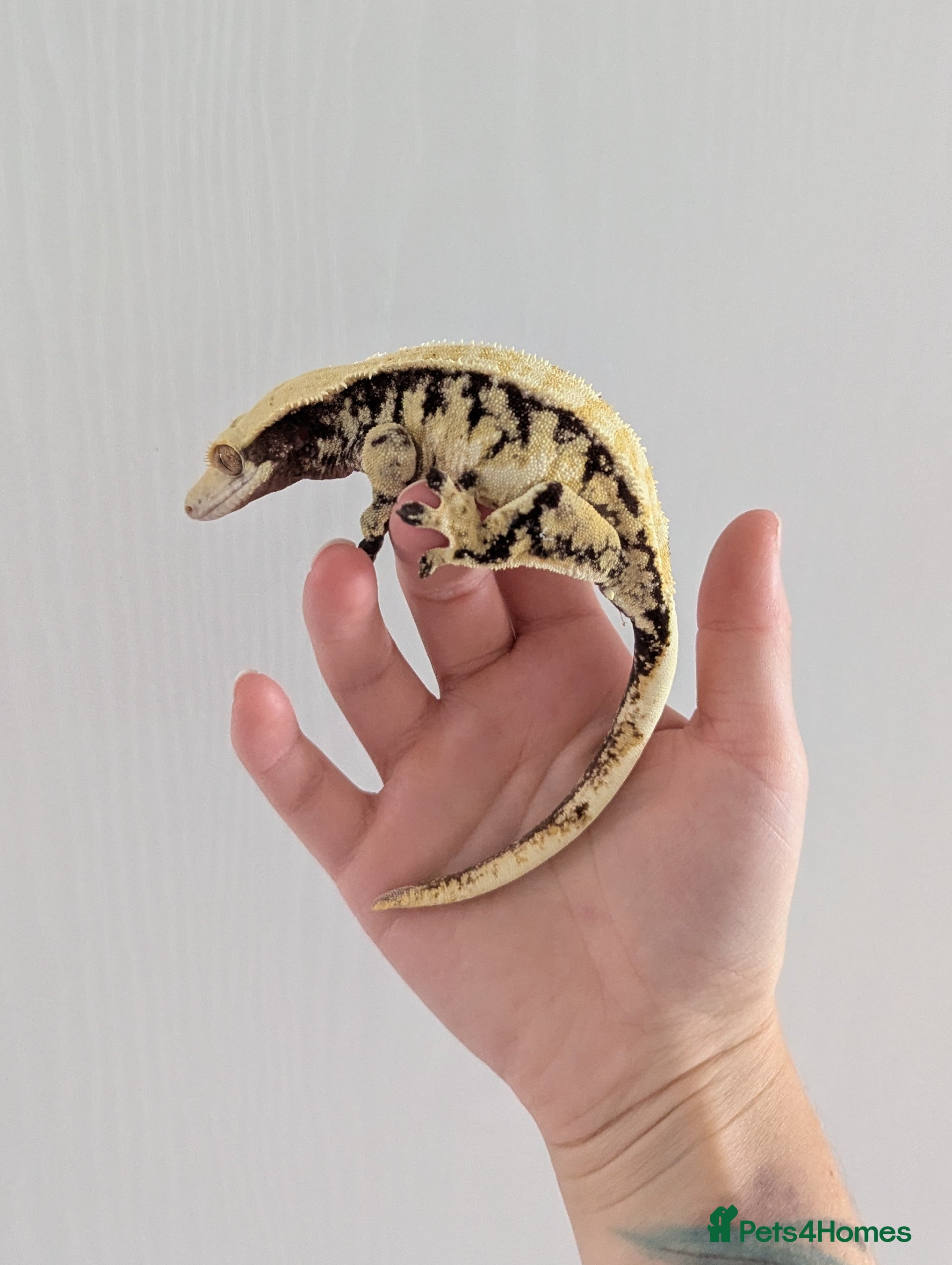 Gecko reptiles Adult crested geckos for rehoming  - Advert 13