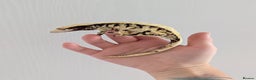 Gecko reptiles for sale: Adult crested geckos for rehoming  - Advert 1