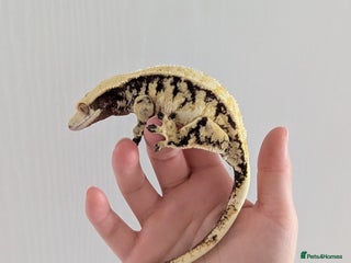 Gecko reptiles Adult crested geckos for rehoming - Advert 2