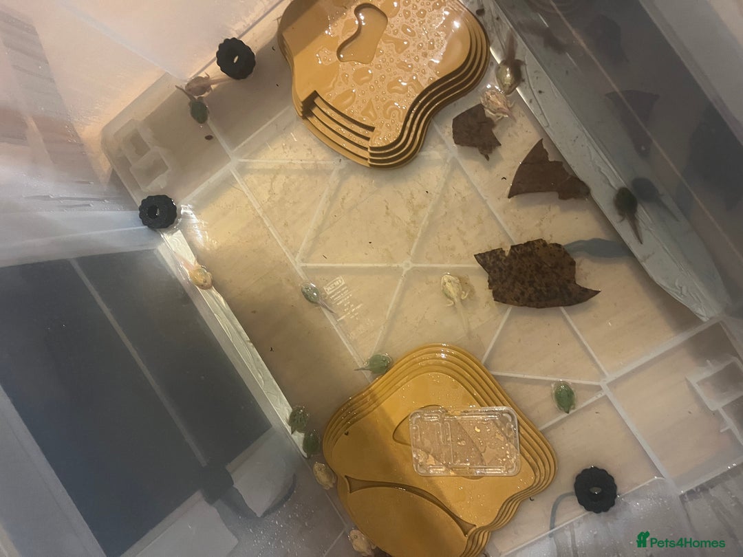 Frog reptiles for sale: Baby PAC Man frogs - Advert 6