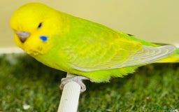 Budgerigars birds for sale: Beautiful baby budgies for sale  - Image 22
