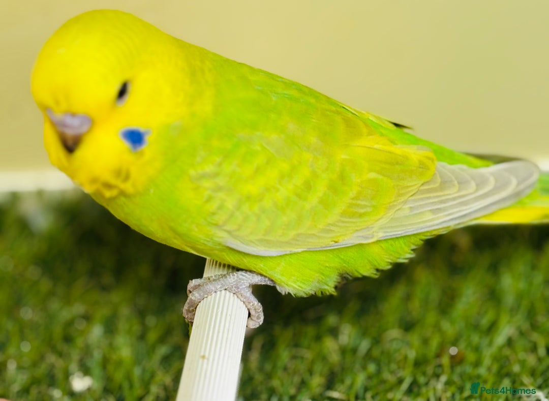 Budgerigars birds for sale: Beautiful baby budgies for sale  - Image 22