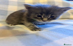Maine Coon cats for sale: 5 week old Pure Bred Maine Coons for sale. - Image 17