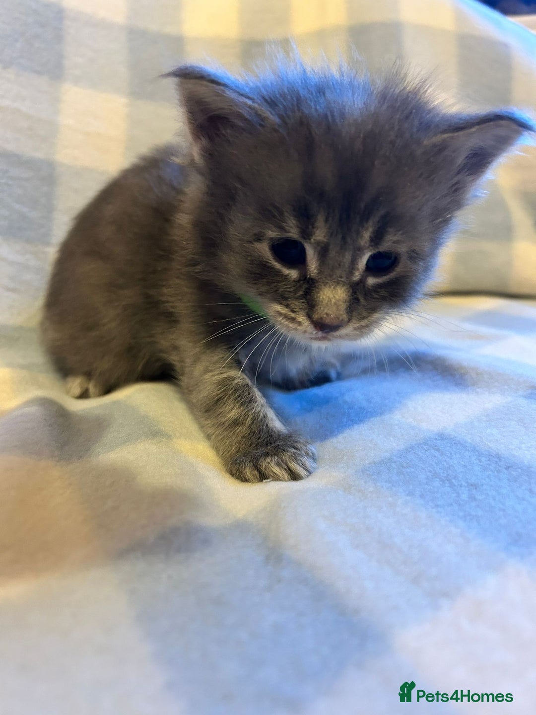 Maine Coon cats for sale: 5 week old Pure Bred Maine Coons for sale. - Image 17