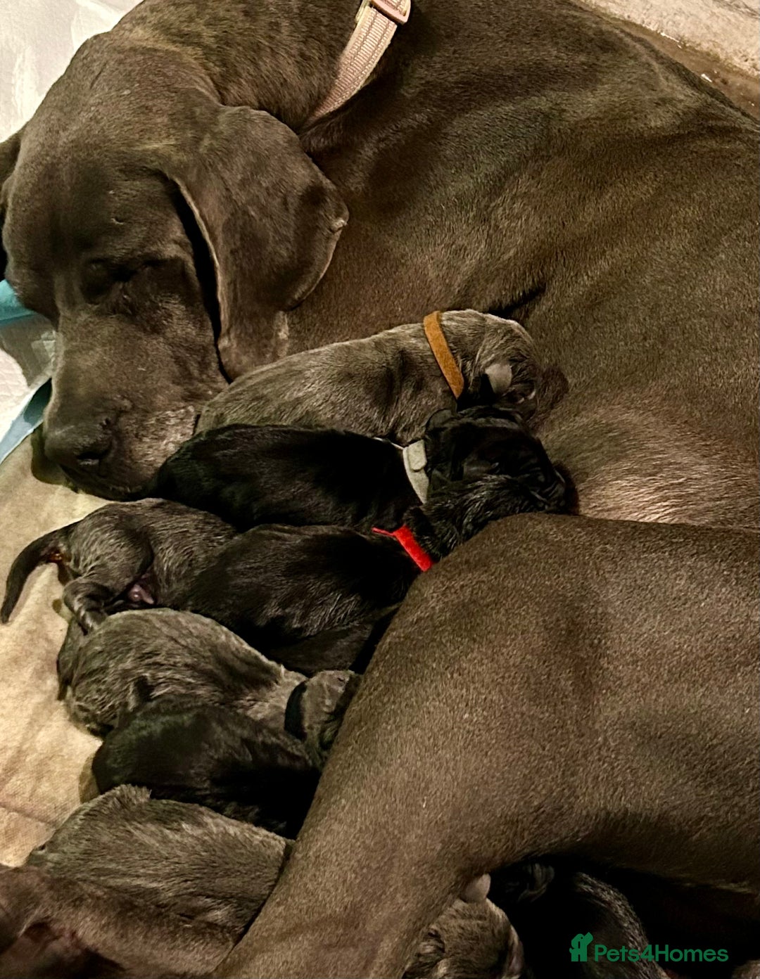Great Dane dogs for sale: Stunning Great Dane Puppies  - Image 5