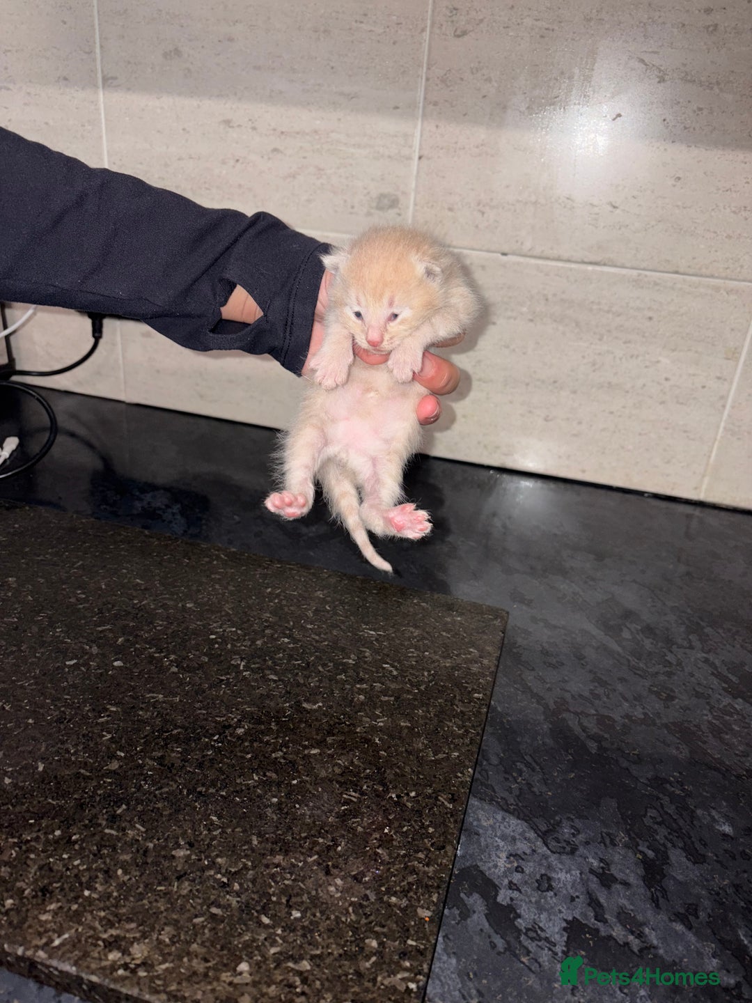 Bengal cats for sale: Bengal mixed Tabby - Advert 13