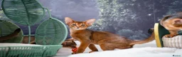 Abyssinian cats for sale: Stunning Wild Ruddy Abyssinian|TICA|Super friendly - Advert 30