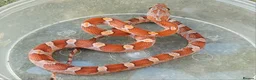 Corn Snake reptiles for sale: Dec 2025 bloodred/toffee bloodred corn snakes - Advert 6