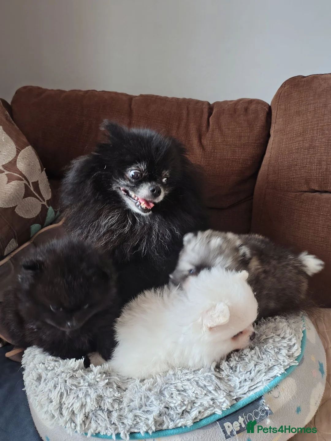 Pomeranian dogs for sale: Pom pupie girl with Kc reg , pedigree for sale - Advert 2