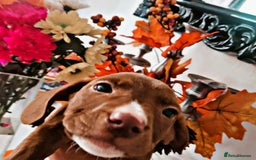 Mixed Breed dogs for sale: Beautiful mixed breed puppies - Image 3
