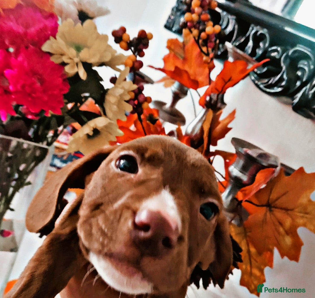 Mixed Breed dogs for sale: Beautiful mixed breed puppies - Image 3