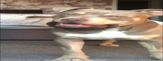 Negan