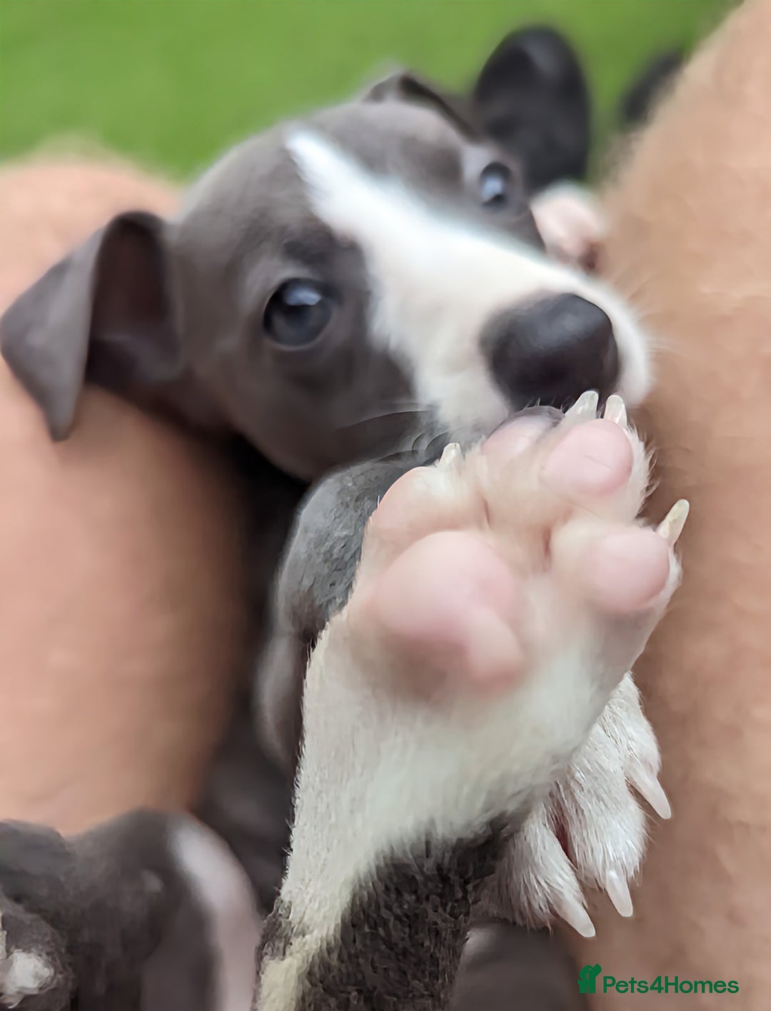 Whippet dogs for sale: Stunning whippet babies  - Image 6