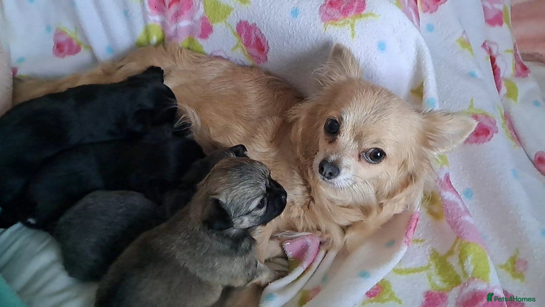 Chihuahua dogs for sale: Long Coat Chihuahua puppies for sale - Advert 3