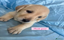 Goldador dogs for sale: GOLDADOR PUPPIES READY NOW  - Image 11