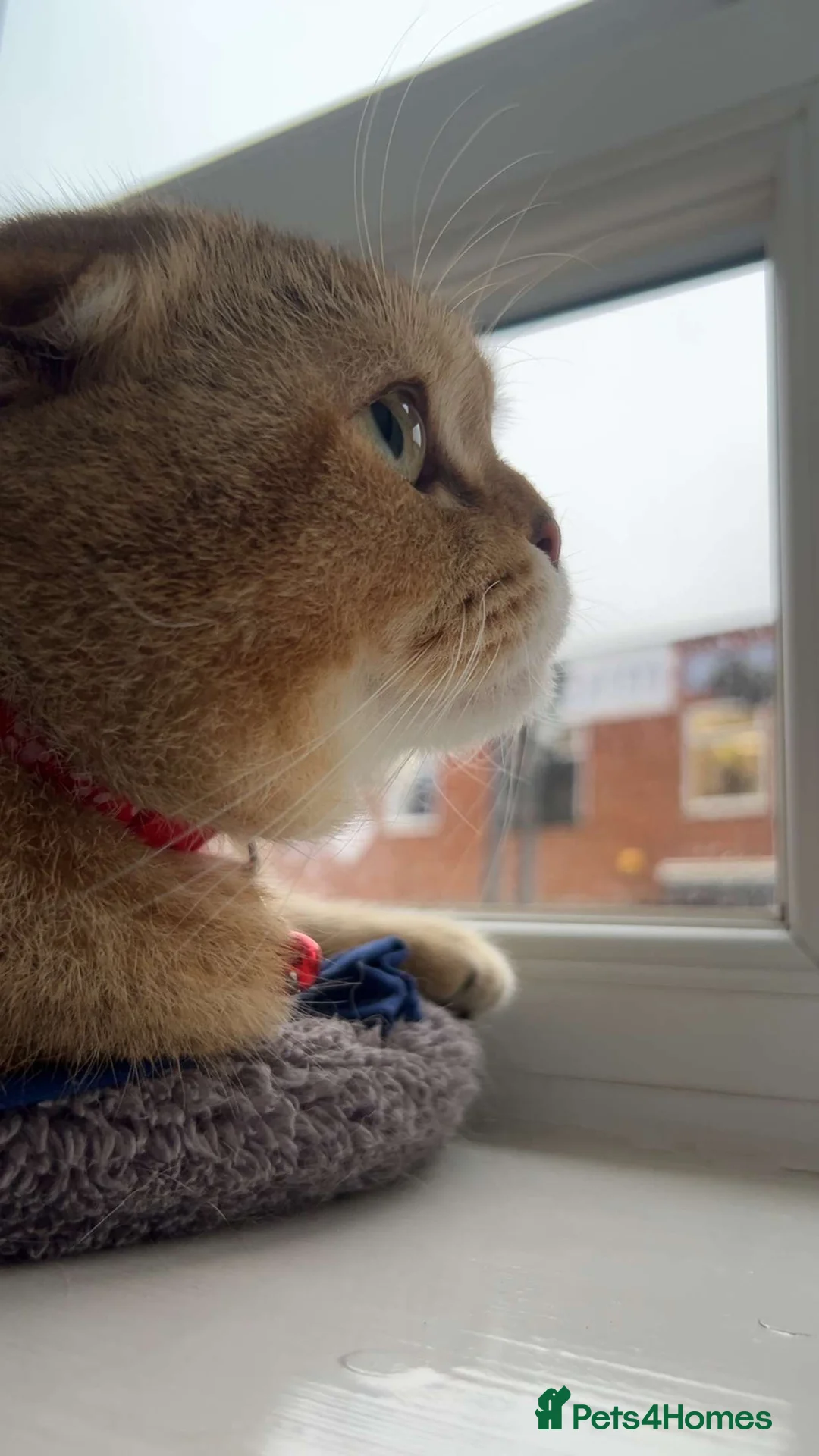 Scottish Fold cats for sale: Scottish fold for sale  - Advert 13